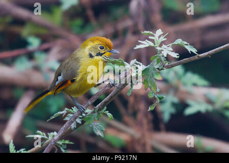 Bar-throated minla o castagno-tailed minla (Minla strigula) o bar throated Siva a Eaglenest WLS, Arunachal Pradesh Foto Stock