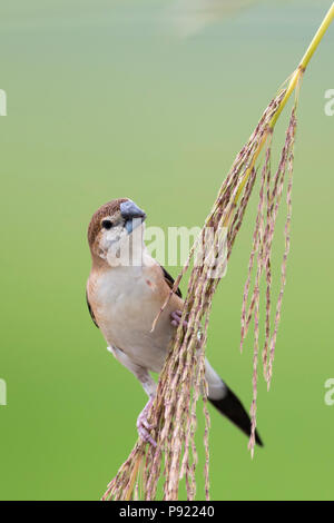 Indian silverbill o bianco-throated munia (Euodice malabarica) in Kolkata India Foto Stock