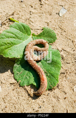 Worm nella sabbia da esplorare Foto Stock