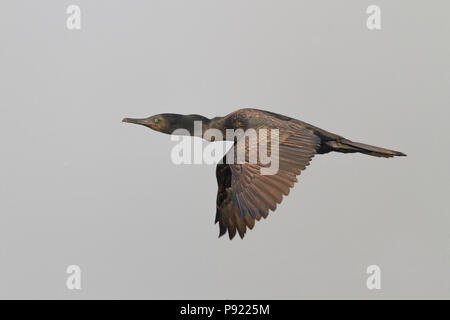 Cormorano indiano o indiano o il marangone dal ciuffo Phalacrocorax fuscicollis nella periferia di Kolkata, West Bengal, India Foto Stock