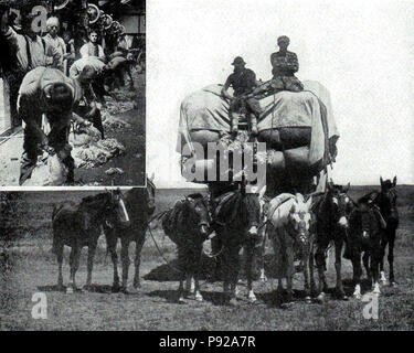 . 438 NSRW Storia di Lana - tosatura delle pecore e tenendo la lana al mercato Foto Stock