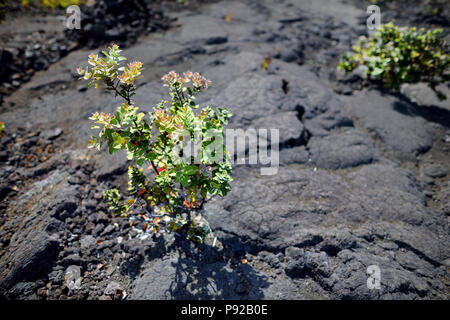 Piante verdi crescente sul Kilauea Iki cratere del vulcano superficie con frantumazione di roccia lavica nel Parco Nazionale dei Vulcani di Big Island delle Hawaii, STATI UNITI D'AMERICA Foto Stock