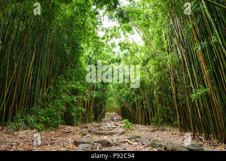 Percorso attraverso la fitta foresta di bamboo, che conduce al famoso Waimoku Falls. Popolari Pipiwai trail nel Haleakala National Park a Maui, Hawaii, STATI UNITI D'AMERICA Foto Stock