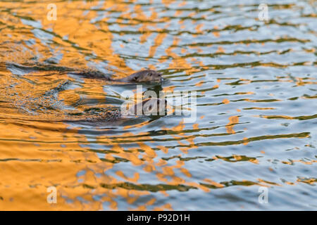 Liscio rivestito di lontra familiari nuotare nel fiume urbano habitat, Singapore Foto Stock