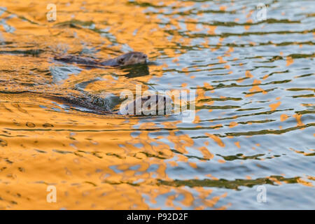 Liscio rivestito di lontra familiari nuotare nel fiume urbano habitat, Singapore Foto Stock