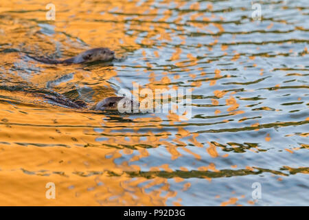 Liscio rivestito di lontra familiari nuotare nel fiume urbano habitat, Singapore Foto Stock