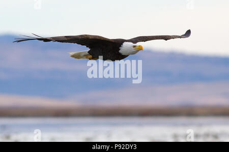 Un aquila calva volare al di sopra di un lago Foto Stock