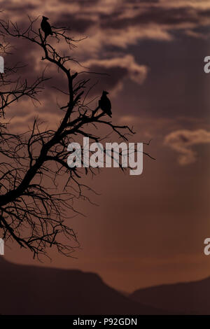 Due Wahlberg's Eagles - Hieraaetus wahlbergi appollaiato in un albero morto infront del Drakensberg Montagne parco nazionale Kruger. Foto Stock