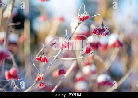 Bella di bacche rosse di viburnum congelati sotto la neve. Soleggiata giornata invernale. Foto Stock