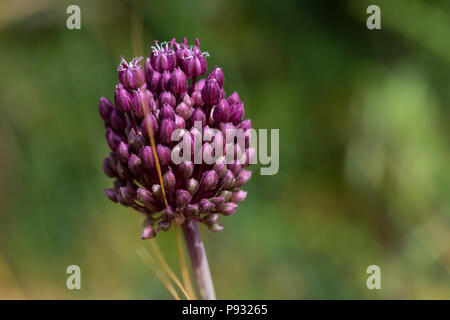Il fiore viola di Allium ampeloprasum, vicino a Gerusalemme, Israele Foto Stock