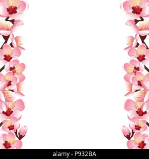 Prunus persica - Peach Flower Blossom Border isolati su sfondo bianco. Illustrazione Vettoriale. Illustrazione Vettoriale