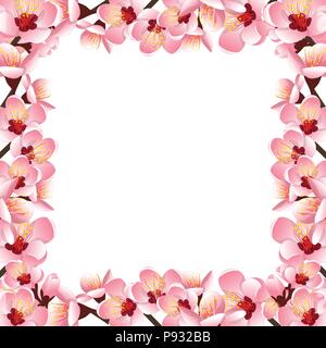 Prunus persica - Peach Flower Blossom Border isolati su sfondo bianco. Illustrazione Vettoriale. Illustrazione Vettoriale