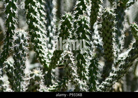 Il Cactus di Cipro Foto Stock