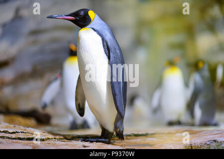 Gruppo di adorabili pinguini in uno zoo Foto Stock