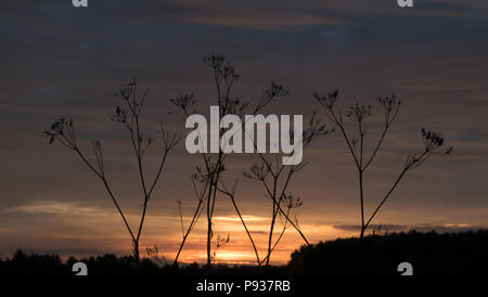 Erba contro lo sfondo del sole al tramonto. La leggerezza del concetto. Foto Stock