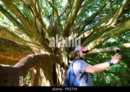 Voce maschile turistica prendendo foto di se stesso nelle vicinanze giant banyan tree alle Hawaii. Rami e radici pensili di gigante banyan tree a Maui, Hawaii, STATI UNITI D'AMERICA Foto Stock