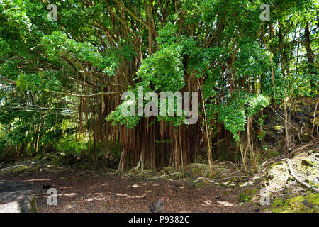 Rami e radici pensili di gigante banyan tree sulla Big Island delle Hawaii, STATI UNITI D'AMERICA Foto Stock