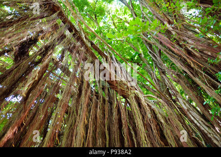 Rami e radici pensili di gigante banyan tree sulla Big Island delle Hawaii, STATI UNITI D'AMERICA Foto Stock