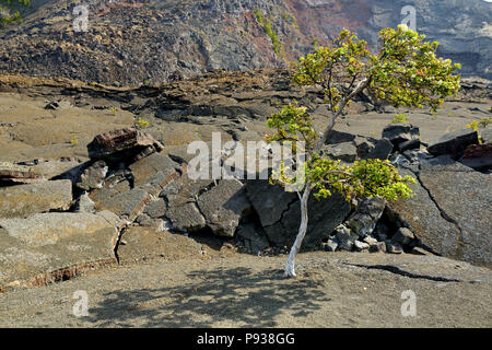 Splendida vista del Kilauea Iki cratere del vulcano superficie con frantumazione di roccia lavica nel Parco Nazionale dei Vulcani di Big Island delle Hawaii, STATI UNITI D'AMERICA Foto Stock