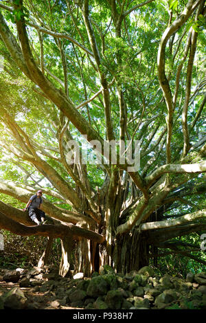 Rami e radici pensili di gigante banyan tree crescente sul famoso sentiero Pipiwai a Maui, Hawaii, STATI UNITI D'AMERICA Foto Stock