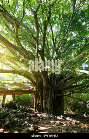 Rami e radici pensili di gigante banyan tree crescente sul famoso sentiero Pipiwai a Maui, Hawaii, STATI UNITI D'AMERICA Foto Stock