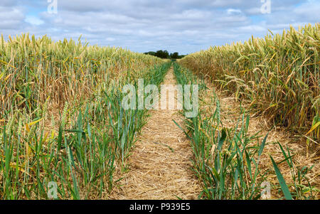 Il sentiero attraverso il campo di grano con i cingoli del trattore durante il periodo di siccità in estate a Beverley, Yorkshire, Regno Unito. Foto Stock