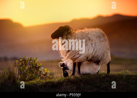 Pecora che pascola in verdi pascoli su un tramonto. Ovini adulti e baby agnello alimentando in lussureggianti prati verdi d'Irlanda. Foto Stock