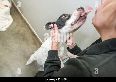 Cani maltrattati getting curato dopo il salvataggio Foto Stock
