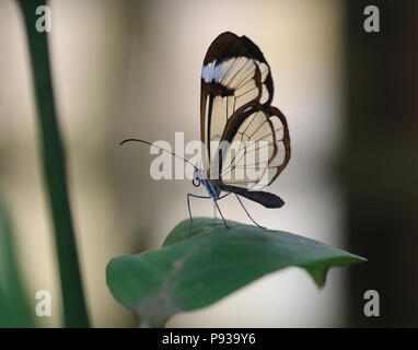 Anta vetro Butterfly, Greta oto, Nymphalidae, America del Sud e Centrale, Messico, Panama Foto Stock