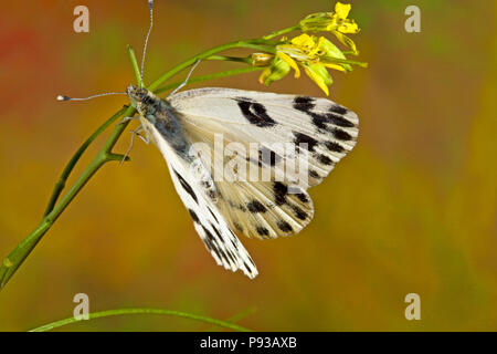 Un Becker White butterfly, Pontia beckerii, su un millefiori nel deserto della coscia del centro di Oregon. Foto Stock