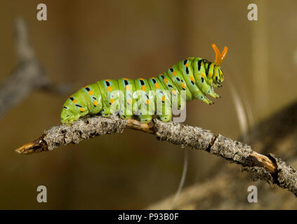 Una chiusura del caterpillar o larva di una coda forcuta di anice butterfly Papilio zelicaon, prima che esso pupates. Il giallo le corna sono osmeteria, utilizzato fo Foto Stock