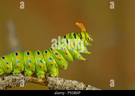 Una chiusura del caterpillar o larva di una coda forcuta di anice butterfly Papilio zelicaon, prima che esso pupates. Il giallo le corna sono osmeteria, utilizzato fo Foto Stock