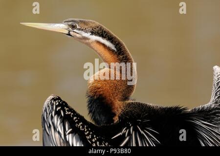 African darter essiccamento è ali dopo la caccia sotto l'acqua. Foto Stock