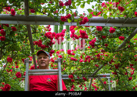 Maschio professionale giardiniere organizza red rose piante presso il giardino Trauttmandorff a Merano, Alto Adige, Italia settentrionale Foto Stock