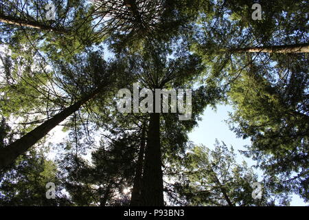 Una fotografia guardando verso l'alto in una foresta, bosco, verso la tettoia, tronchi e rami che si profila verso l'alto contro una summer blue sky Foto Stock