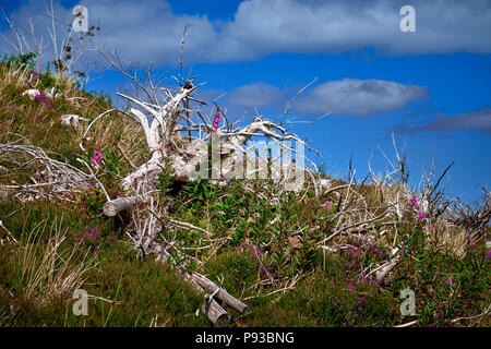L'Isola di Skye (SC18) Foto Stock