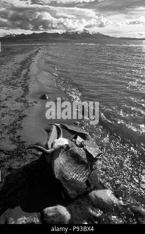 Avvisatore acustico di yak & preghiere su una pietra di MANI AL LAGO MANASAROVAR, un luogo di pellegrinaggio buddista per & pellegrini indù - TIBET Foto Stock