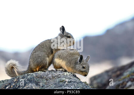 Meridionale (Viscacha Lagidium viscacia) prese in libertà vicino al Huaytapallana nevoso Foto Stock