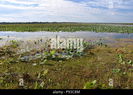 Waterlilies galleggianti sull'acqua. Mamukala Wetlands nella stagione secca in un giorno nuvoloso. Questo luogo permette di bird-watching per vedere una sorprendente varietà di b Foto Stock