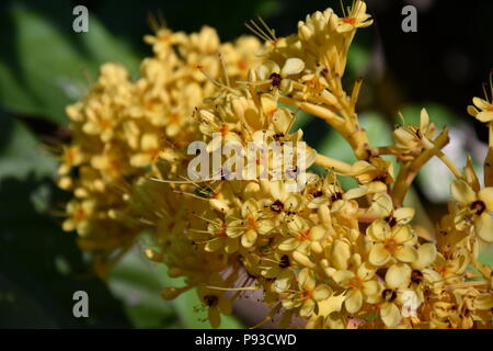 Colorate fioriture gialle di Ashoka tree (Saraca asoca indica). Il ashoka è una pioggia-albero di foresta. La pianta appartenente alla sottofamiglia Caesalpinioideae Foto Stock