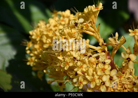 Colorate fioriture gialle di Ashoka tree (Saraca asoca indica). Il ashoka è una pioggia-albero di foresta. La pianta appartenente alla sottofamiglia Caesalpinioideae Foto Stock