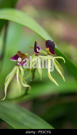 Orchidee nere che appaiono come essi sono dancing Foto Stock