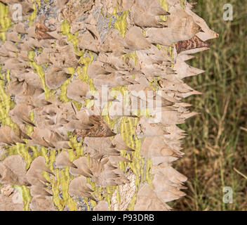 Close-up dettaglio del grosso tronco su seta floss albero ceiba speciosa con spine pungenti e di erba prato sfondo Foto Stock