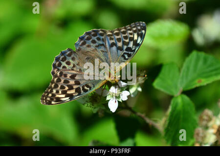 Forma Valezina femminile di argento-lavato fritillary Foto Stock