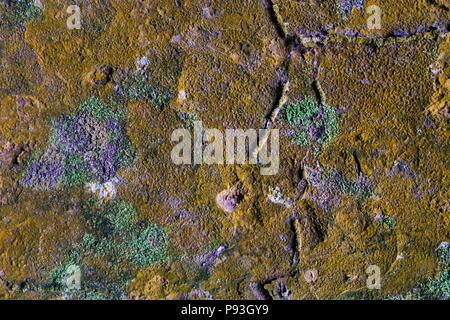 Primo piano di una corteccia di albero texture con un muschio. Red moss su un albero. La corteccia dell'albero è coperto con un arancione moss. Questo non è un normale moss. Foto Stock