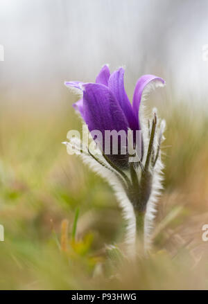 Pulsatilla Foto Stock