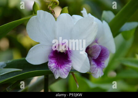 Dendrobium orchidea che fiorisce sul ramo in giardino Foto Stock