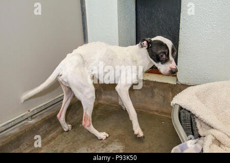 Cani maltrattati getting curato dopo il salvataggio Foto Stock