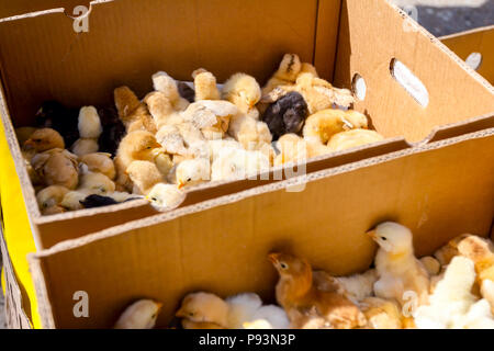 Baby Chicken, piccola e molto bel giallo pulcini sono collocati in una scatola di cartone, industria di pollame. Foto Stock