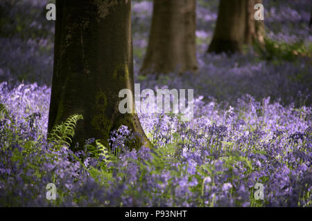 Micheldever boschi in Hampshire. Foto Stock